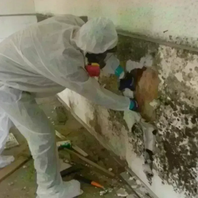 Mold Remediation and Removal in Rutherford, NJ